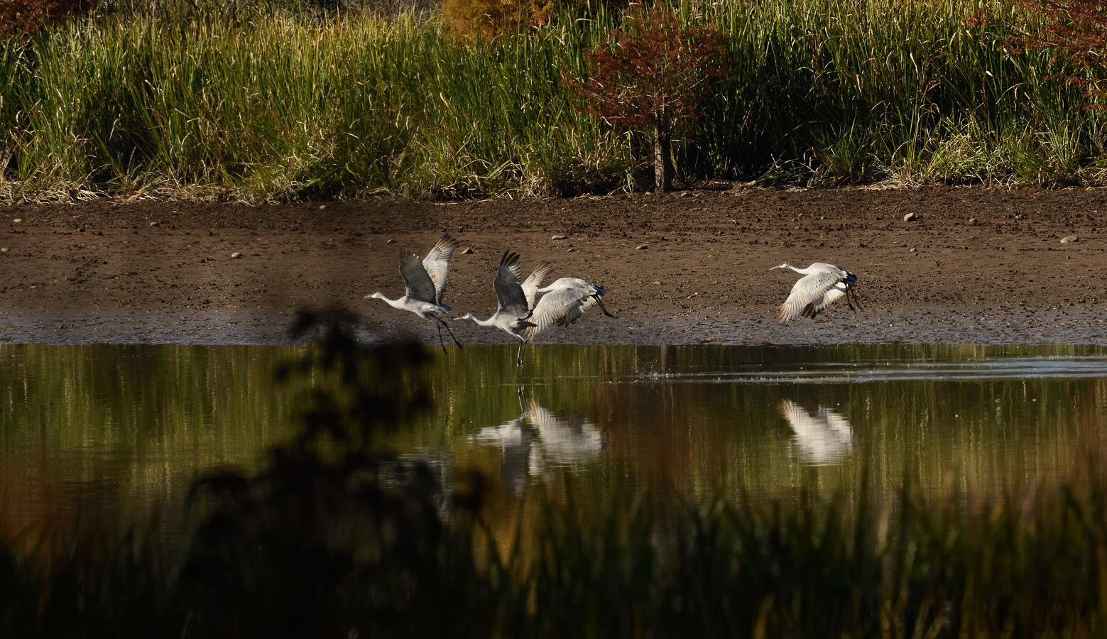 Antigone canadensis tabida [400 mm, 1/2000 sec at f / 8.0, ISO 1000]